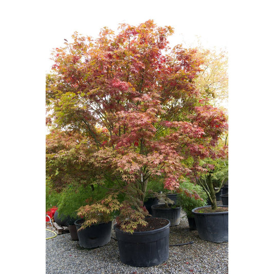 🍁 Acer palmatum (Acer polymorphum) – Der klassische Japanische Fächerahorn