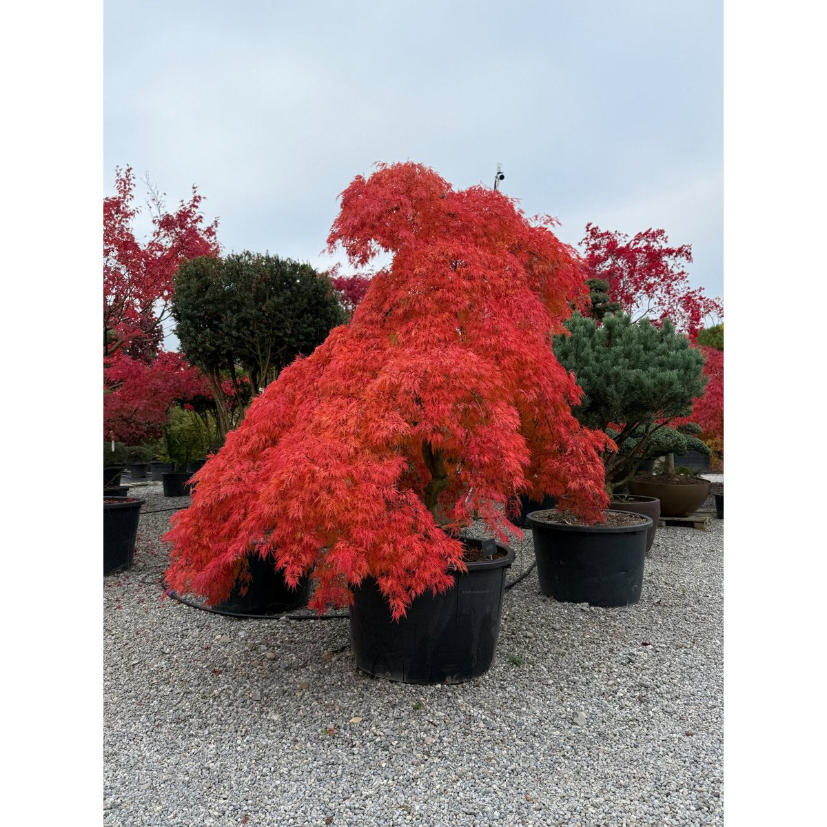 🍃 Acer palmatum ‘Viridis’ – Japanischer Fächerahorn mit fein geschlitztem, grünem Laub