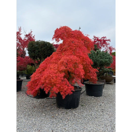 🍃 Acer palmatum ‘Viridis’ – Japanischer Fächerahorn mit fein geschlitztem, grünem Laub