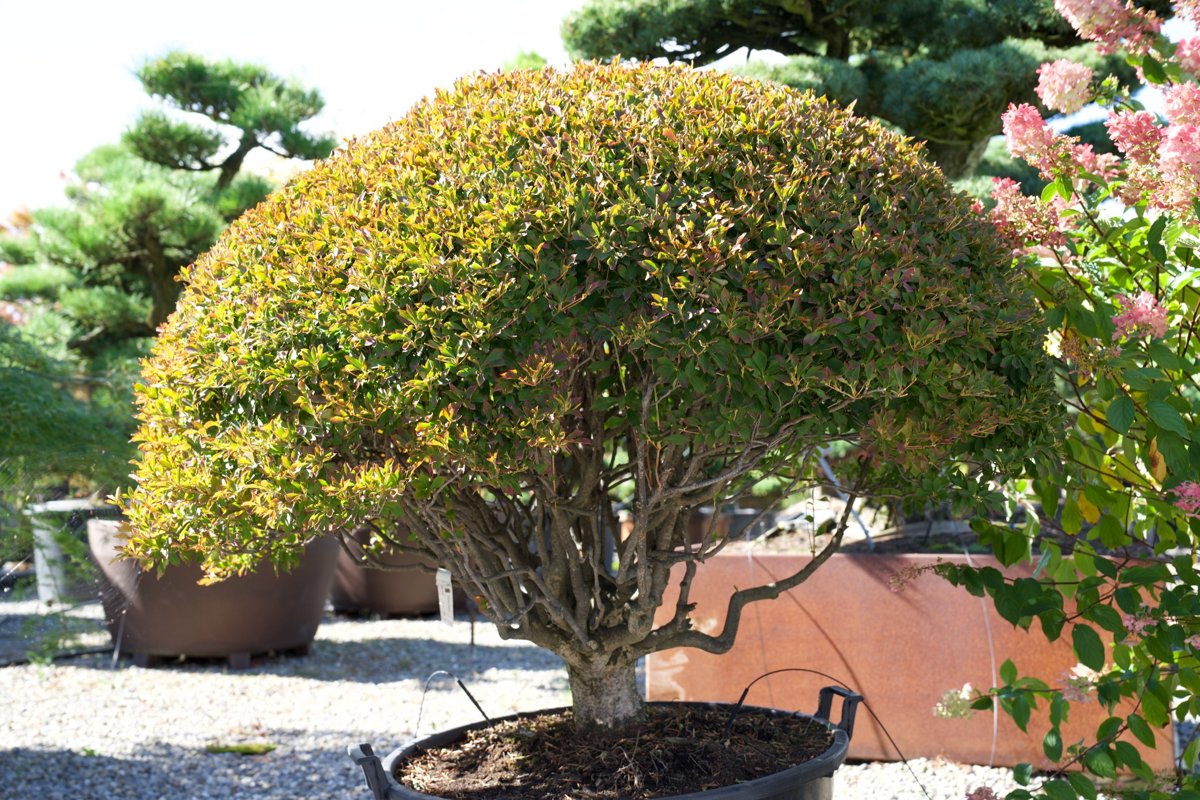 Enkianthus campanulatus kaufen – Japanischer Glocken-Enkianthus