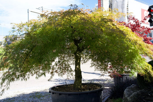 Acer palmatum Viride, Grüner Japanischer Ahorn