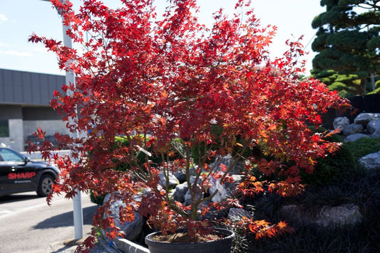 Acer palmatum ‘Bloodgood’ kaufen – Japanischer Fächerahorn mit dunkelrotem Laub