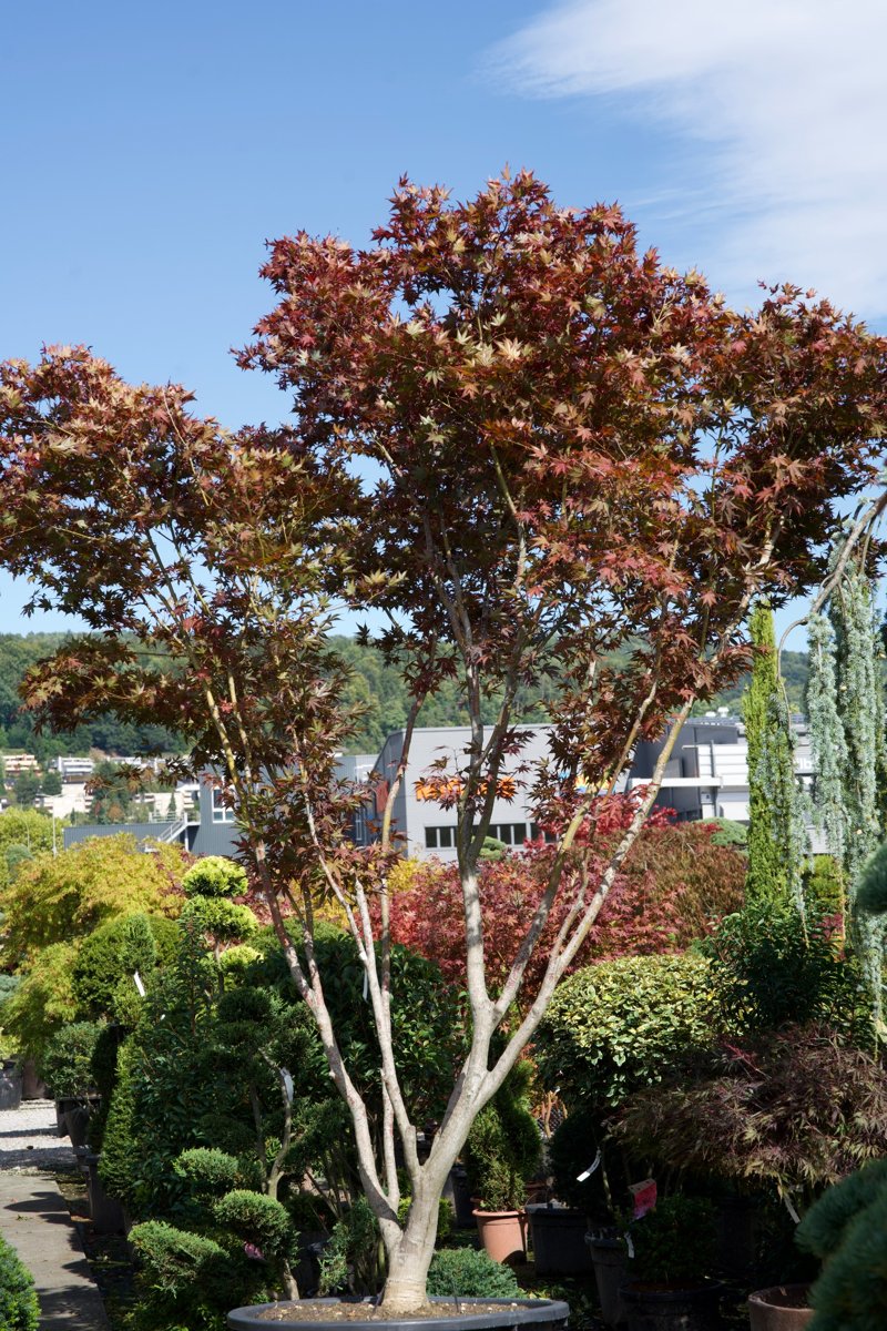 Acer palmatum ‘Fireglow’ kaufen – Mehrstämmiger Japanischer Fächerahorn mit intensiver Herbstfärbung