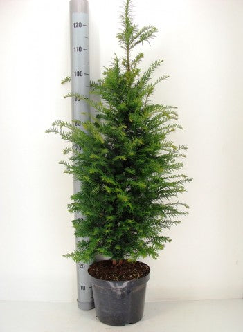 Taxus baccata, Europäische Eibe