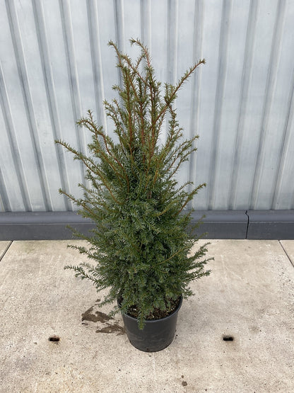 Taxus baccata, Europäische Eibe