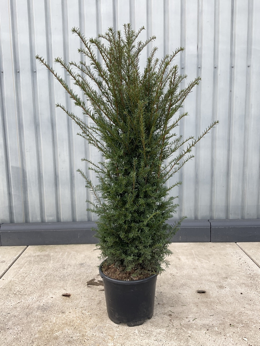 Taxus baccata, Europäische Eibe