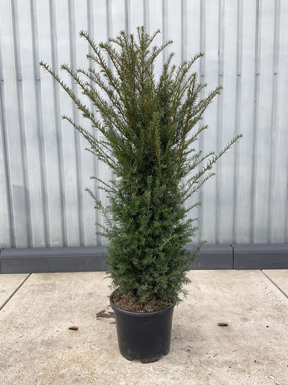 Taxus baccata, Europäische Eibe