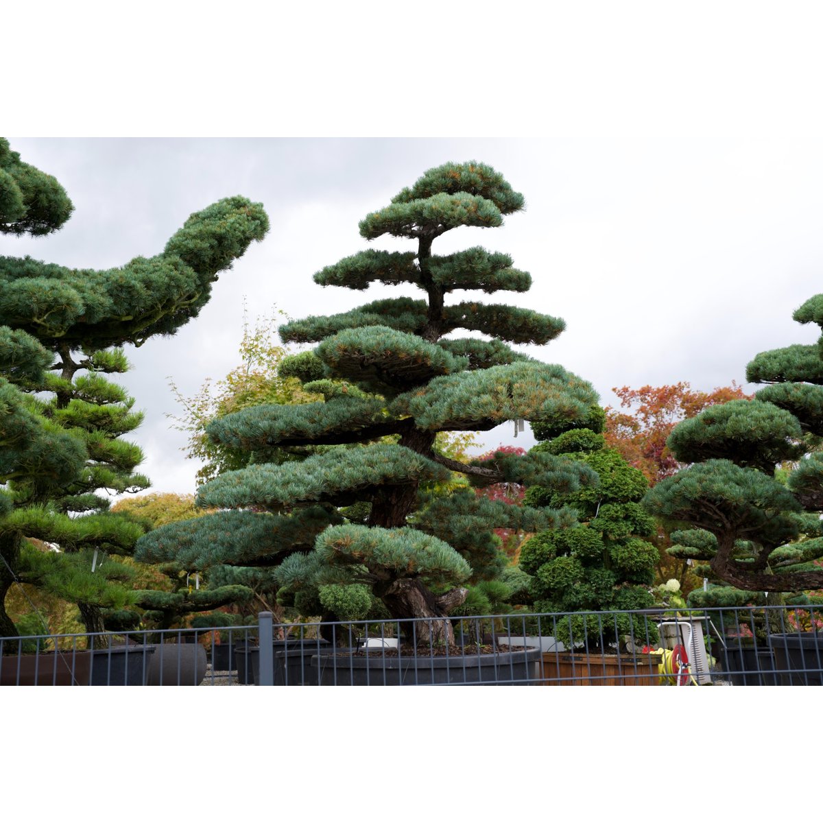 Pinus pentaphylla- Mädchenkiefer Gartenbonsai