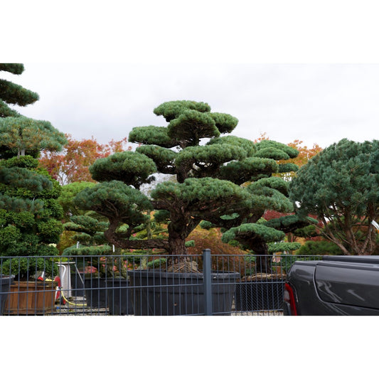 Pinus pentaphylla- Mädchenkiefer Gartenbonsai