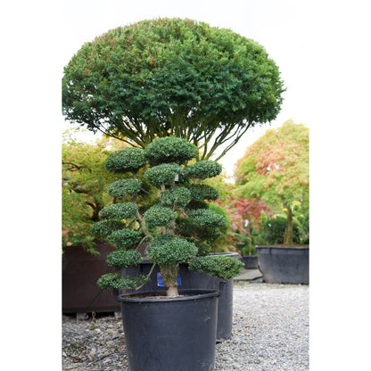 🌳 Ilex crenata – Japanischer Gartenbonsai in Premiumqualität