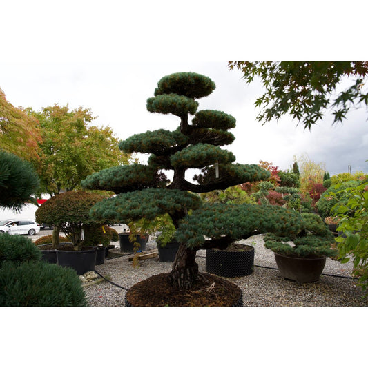 Pinus pentaphylla- Mädchenkiefer Gartenbonsai