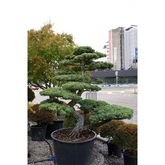 Pinus pentaphylla- Mädchenkiefer Gartenbonsai