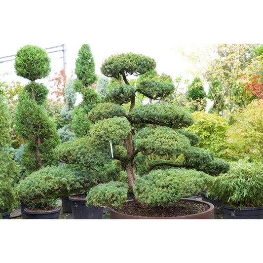 🌲 Taxus baccata – Japanischer Gartenbonsai in Premiumqualität