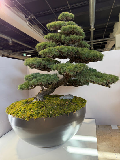 Aluminiumtröge  – Pflanzgefäße auch nach Maß