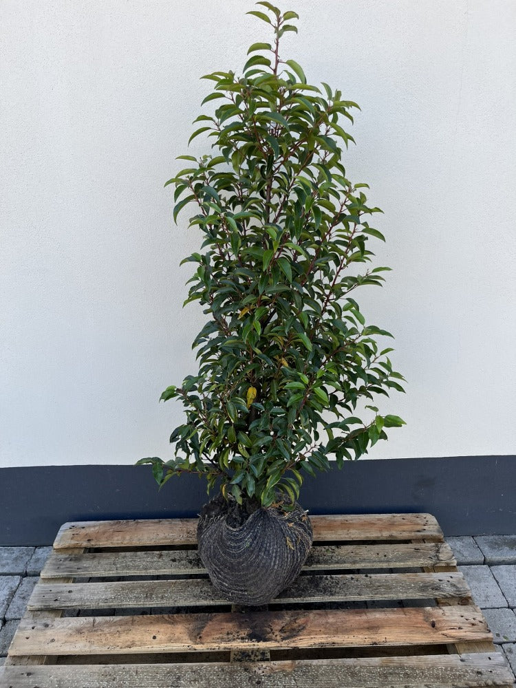 Prunus lusitanica, Portuguisischer Lorbeer