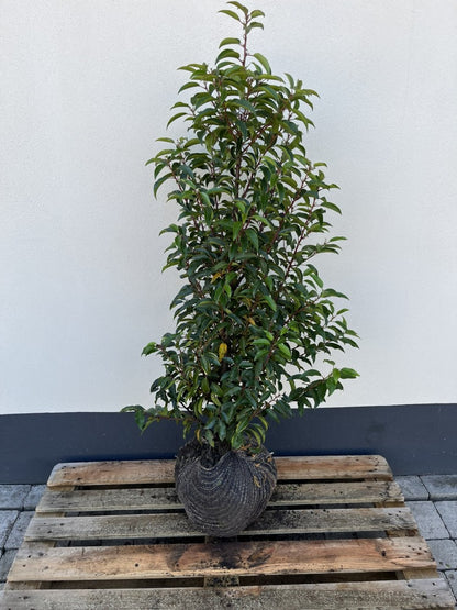 Prunus lusitanica, Portuguisischer Lorbeer