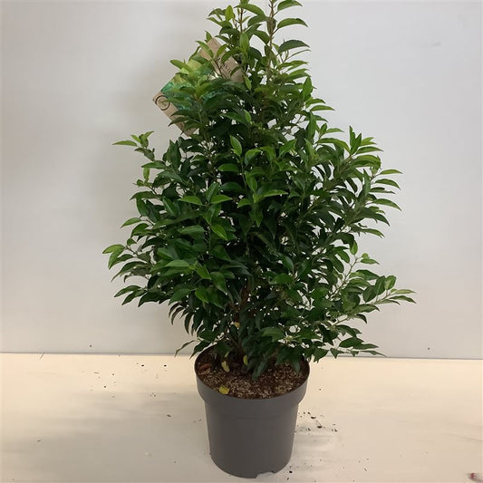 Prunus lusitanica, Portuguisischer Lorbeer