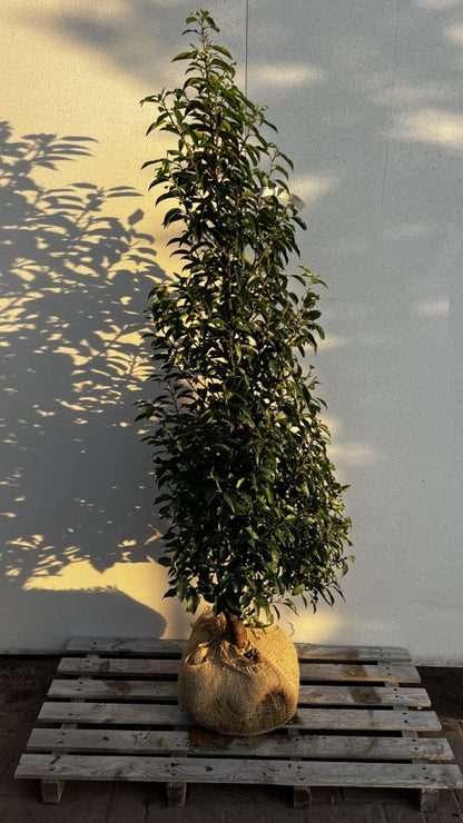 Prunus lusitanica, Portuguisischer Lorbeer