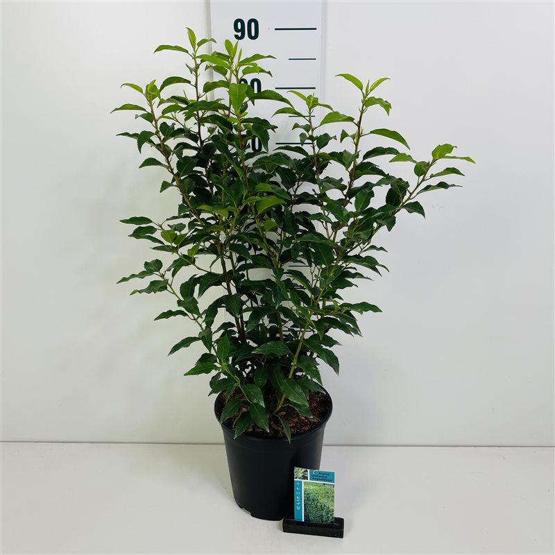 Prunus lusitanica, Portuguisischer Lorbeer