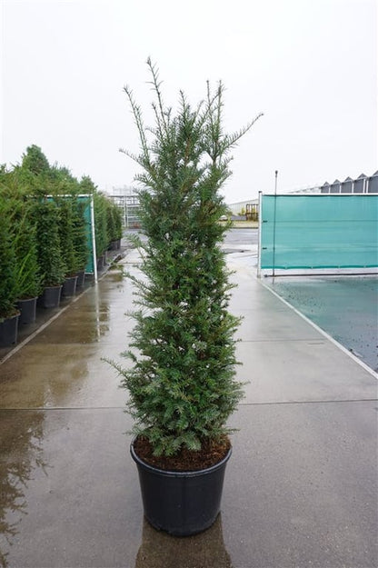 Taxus baccata, Europäische Eibe