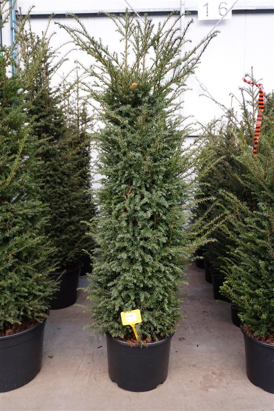 Taxus baccata, Europäische Eibe