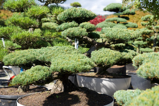 Pinus pentaphylla- Mädchenkiefer Gartenbonsai