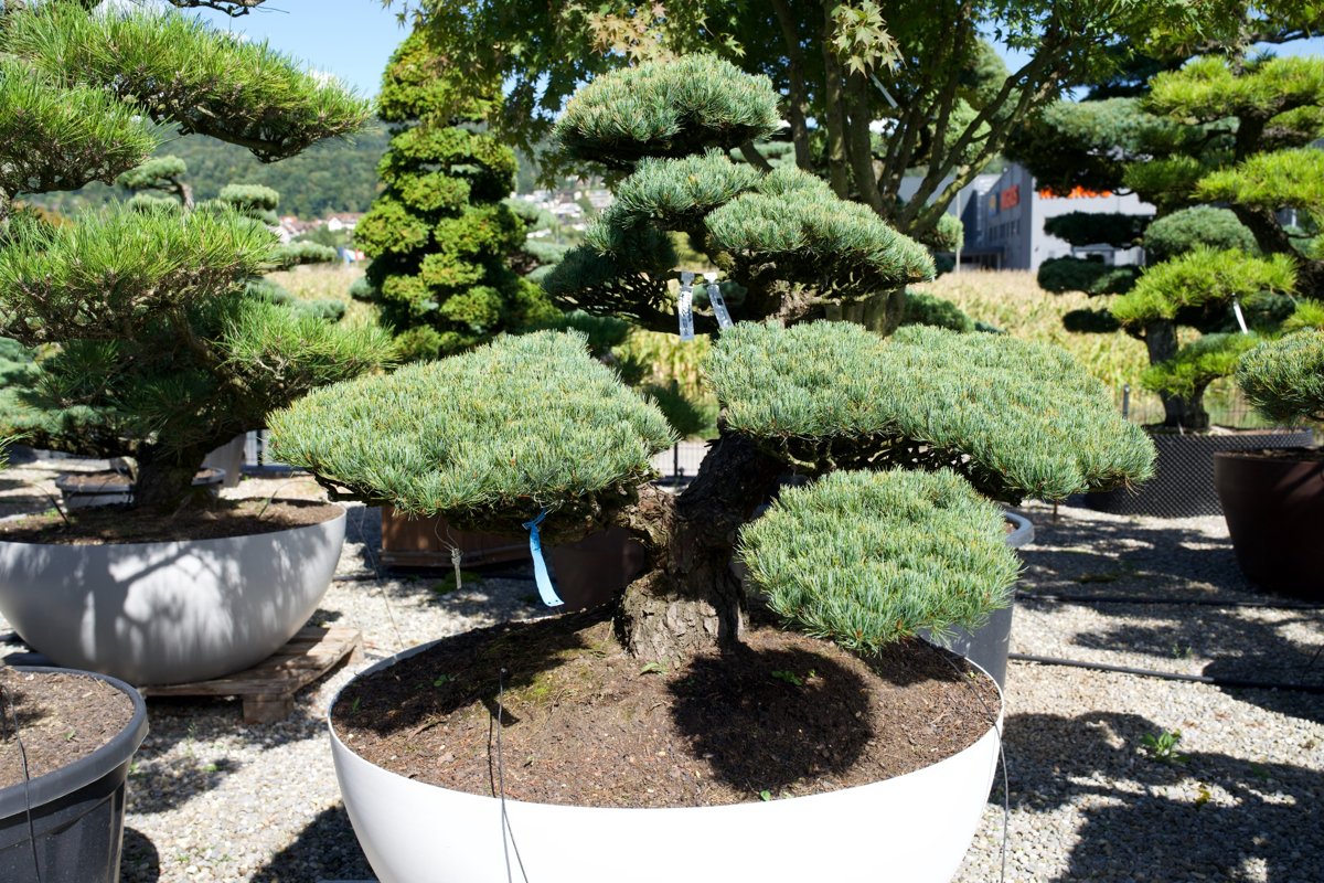 Pinus pentaphylla- Mädchenkiefer Gartenbonsai
