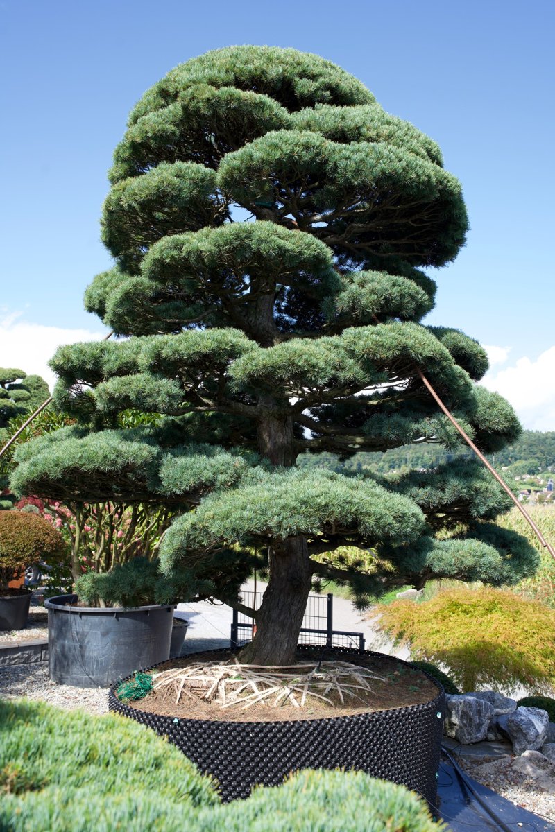 Pinus pentaphylla kaufen – Japanische Mädchen-Kiefer- einer der Grössten Gartenbonsai Europaweit