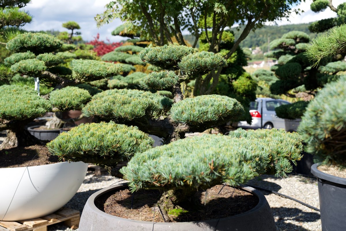 Pinus pentaphylla- Mädchenkiefer- Gartenbonsai