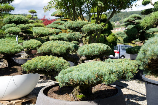 Pinus pentaphylla- Mädchenkiefer- Gartenbonsai