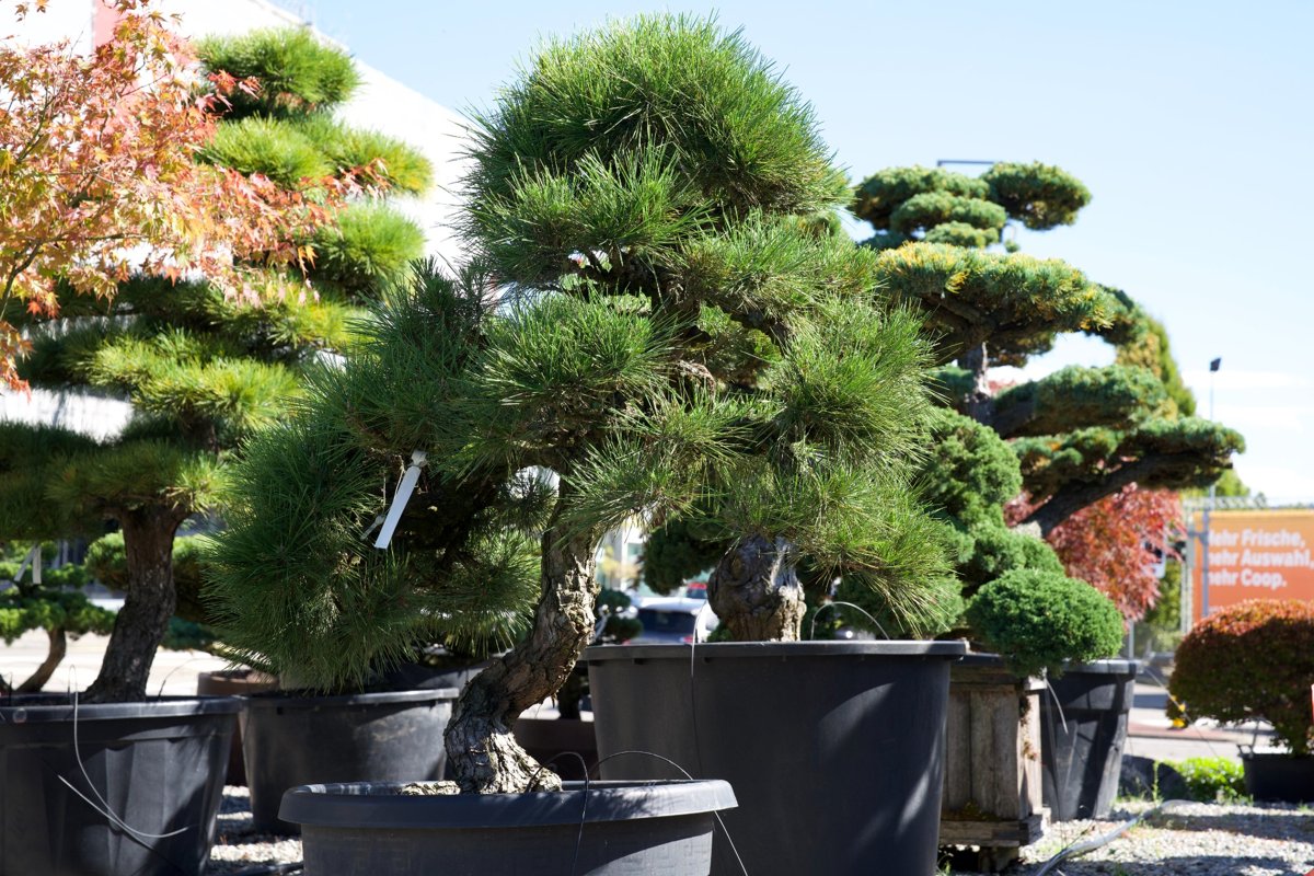 Pinus thunbergii kaufen – Japanische Schwarzkiefer als Gartenbonsai
