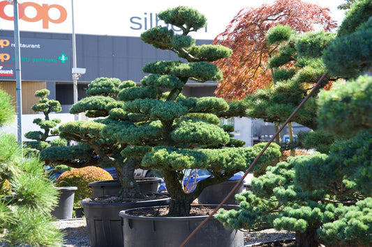 Pinus pentaphylla kaufen – Japanische Mädchen-Kiefer als Gartenbonsai (Niwaki)