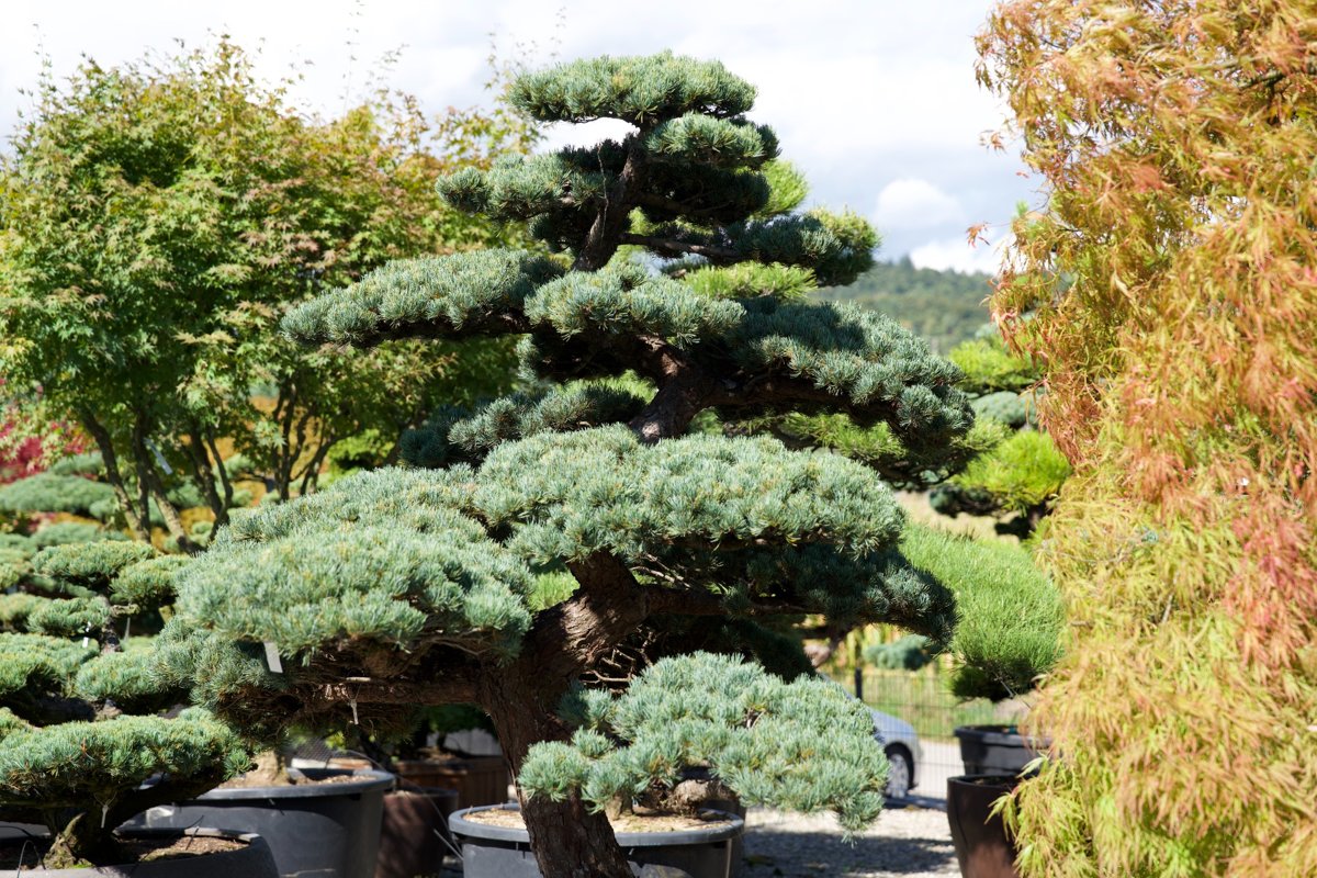Pinus pentaphylla kaufen – Japanische Mädchen-Kiefer als Gartenbonsai (Niwaki) (Kopie)
