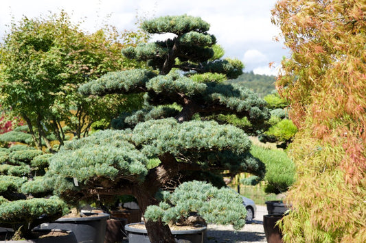Pinus pentaphylla kaufen – Japanische Mädchen-Kiefer als Gartenbonsai (Niwaki) (Kopie)
