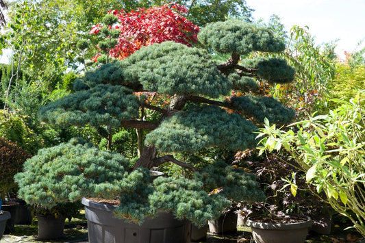Pinus pentaphylla Niwaki kaufen – Japanische Mädchen-Kiefer als Gartenbonsai