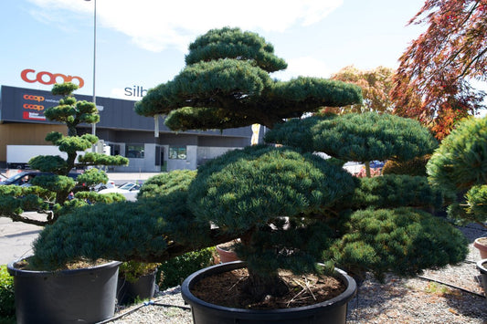 Pinus pentaphylla Niwaki kaufen – Japanische Mädchen-Kiefer als Gartenbonsai