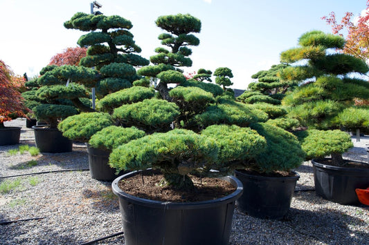 Pinus pentaphylla Niwaki kaufen – Japanische Mädchen-Kiefer als Gartenbonsai