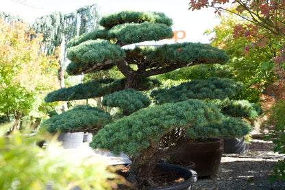 Pinus pentaphylla Niwaki kaufen – Japanische Mädchen-Kiefer als Gartenbonsai