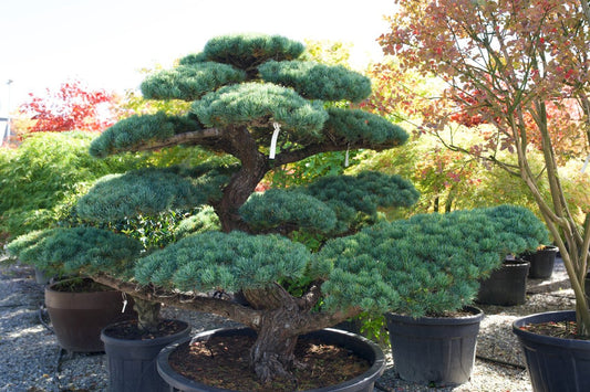 Pinus pentaphylla Niwaki kaufen – Japanische Mädchen-Kiefer als Gartenbonsai