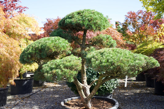 Pinus mugo kaufen – Europäische Bergkiefer als Ponpon-Gartenbonsai