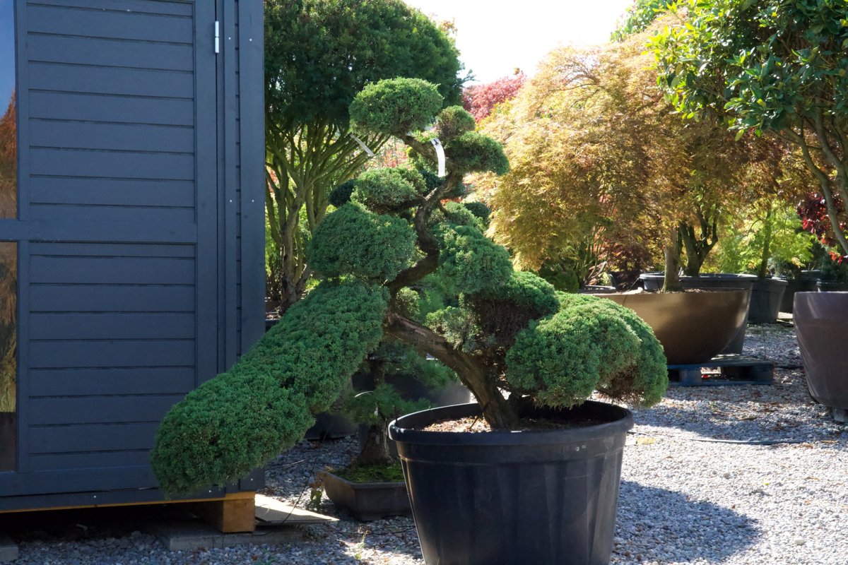 Junipersu chinensis Itoigawa kaufen, Chinesische Wacholder