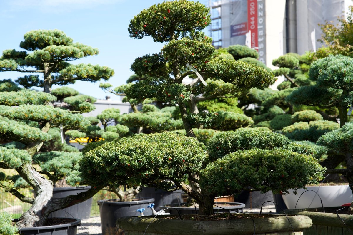 Taxus cuspidata, Japanische Eibe Gartenbonsai