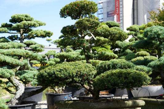 Taxus cuspidata, Japanische Eibe Gartenbonsai